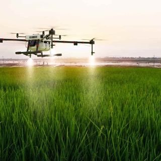 Lush green agricultural field at sunrise